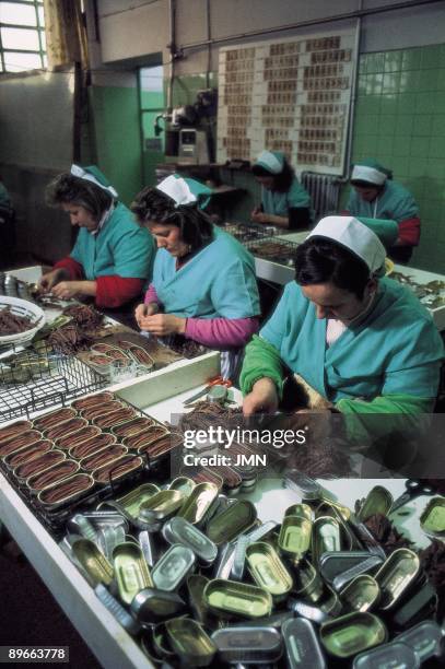 Factory of Nuevo Mundo tinned fish Women can anchovies in the factory of Nuevo Mundo tinned fish . Santona