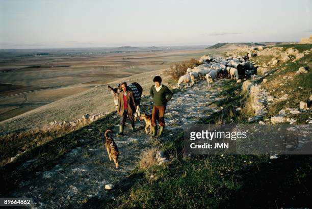 Grazing in Urena Two shepherds led a flock of sheep for a path. Uruena. Valladolid province