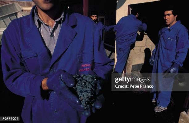 Worker shows a cluster of grapes in a vintner factory A worker shows a cluster of grapes in the factory of Vega-Sicilia company in the Valladolid...