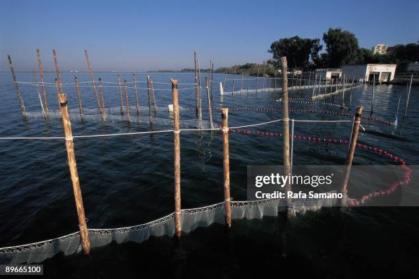 Albufera of Valencia. Valencia Fishing area in the lagoon, the biggest in Spain of sweet water.