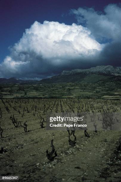 Vineyards Panoramic view of the vineyards of Bodegas Lopez Heredia company. La Rioja province