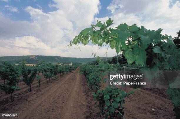 Vineyards of Vega Sicilia Company ´s property View of the vineyards of Vega-Sicilia company ´s property in the Valladolid province