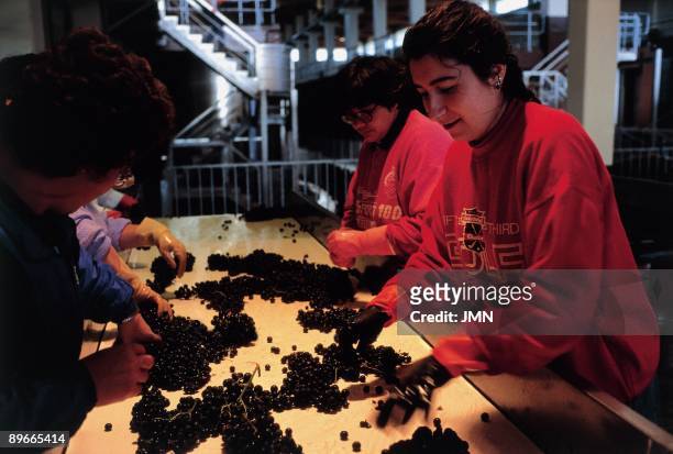 Grape selection Five women work selecting the grape in the Bodega Abadia de Retuerta. Sardon del Duero. Valladolid province