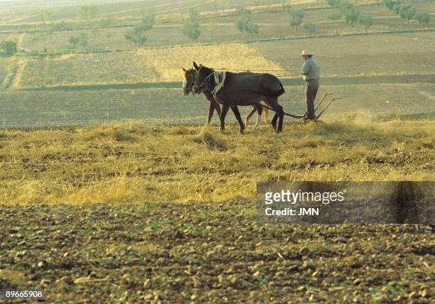 Farmer thressing. La Serena. Badajoz A farmer threshing with the classic threshing machine