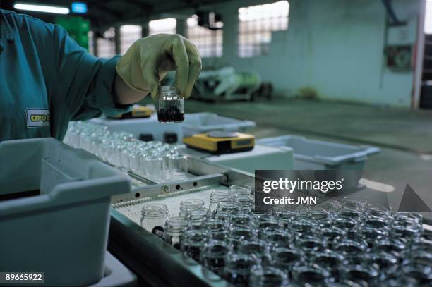 ´Cultivation of the truffle´. Packed of the truffle. Soria ´Cultivation of the truffle´. Packed in jars of glass of the valuable truffle cultivated...