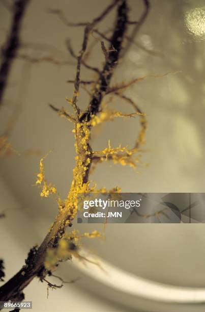 ´Cultivation of the truffle´. Creating truffles. Soria ´Cultivation of the truffle´. Truffle spores implanted in the root of an oak for their...