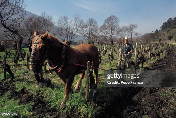 Working in the vineyard. Barco de Valdeorras. Orense Peasant plowing the earth of ´ albarino ´ vineyards, valuable wine of Galician denomination