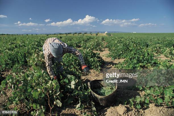Vintage Collection of the grape in a field of vineyards