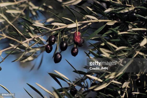 Olive trees in Jaen Fruits of the olive tree in the field of Jaen, first producing of oil of olive of Spain
