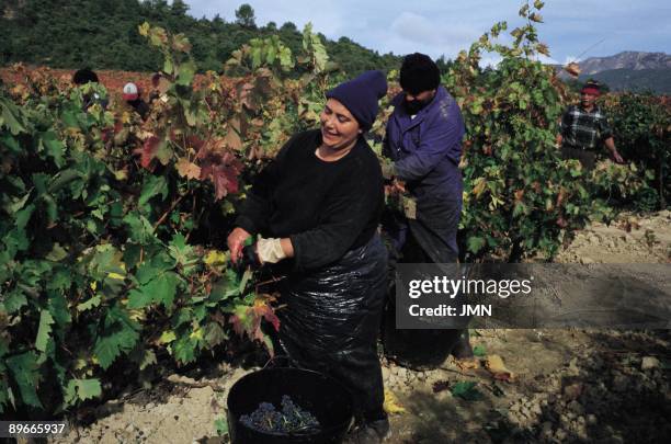 Grape harvest. Haro. La Rioja Workers in the vintage of Haro, winegrowing area of great importance where the famous wine of Rioja takes place