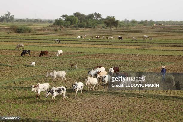 Farmer walks with his cows in a field near the Niger River on December 21 in Niamey. / AFP PHOTO / LUDOVIC MARIN