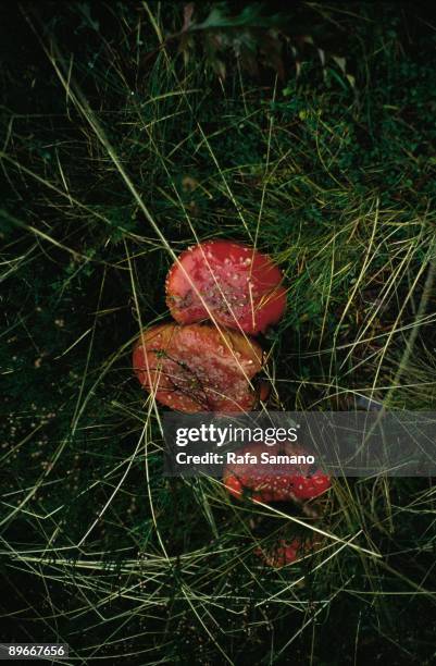 Amanita muscaria mushroom Detail of three amanita muscaria mushrooms wet in a field