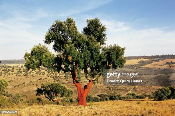 Cork oak View of a cork oak without bark in a field of Anchuras town , Ciudad Real province