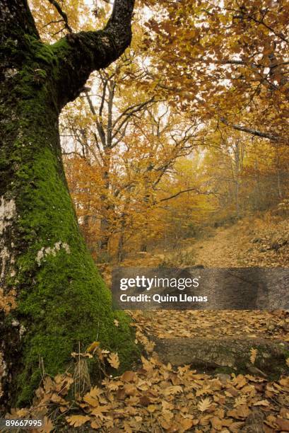 Beech forest of Montejo de la Sierra in autumn