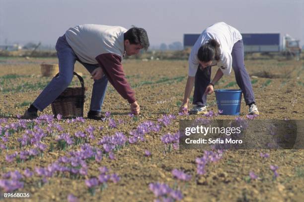 ´Harvests of the saffron´. Collection of the saffron. Consuegra. Toledo ´Harvests of the saffron´. Workers collecting the flower of the saffron, of...