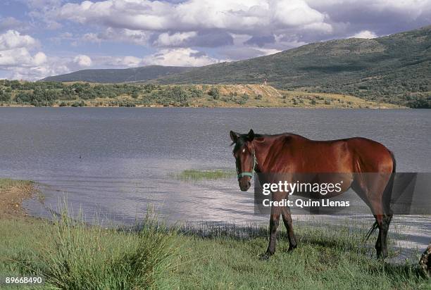 la pinilla dam, madrid horse by the bank of the dam - embalses stock pictures, royalty-free photos & images