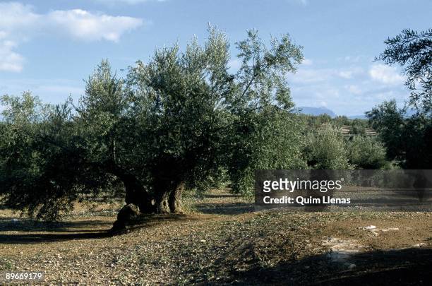 Olive groves. Puente del Obispo. Jaen Fields of olive trees in Hacienda La Laguna