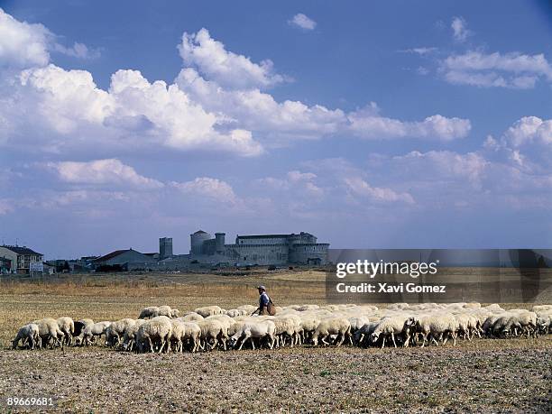 shepherd with sheep flock. on the rear, cuellar castle, segovia (castile and león, spain) - agricultura 個照片及圖片檔