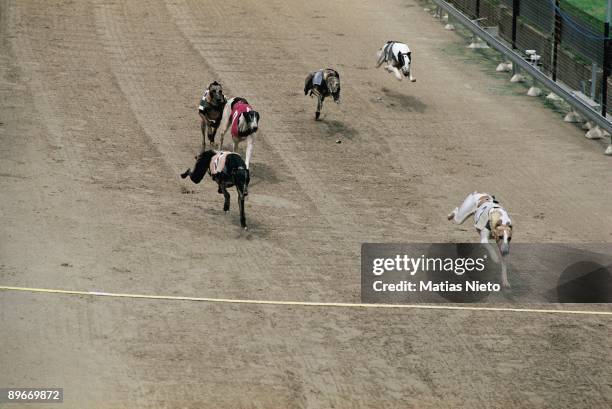 Greyhounds race