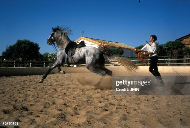 Cadiz. Chipiona. Stables "Sola Nogales". Training exercises.