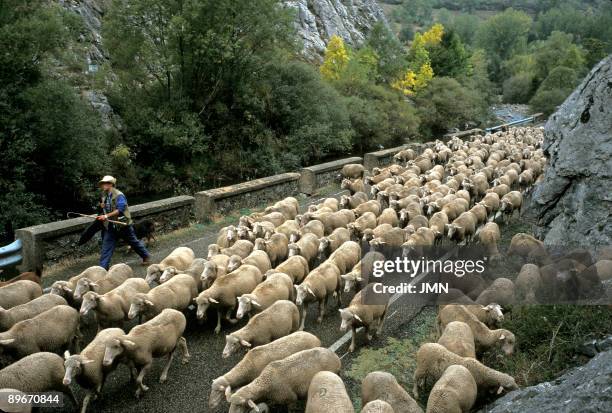 Leon. Hoces de Vegacervera. Sheeps flock.