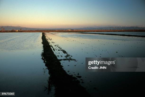 Landscape of Delta del Ebro. Tarragona. Rice fields.