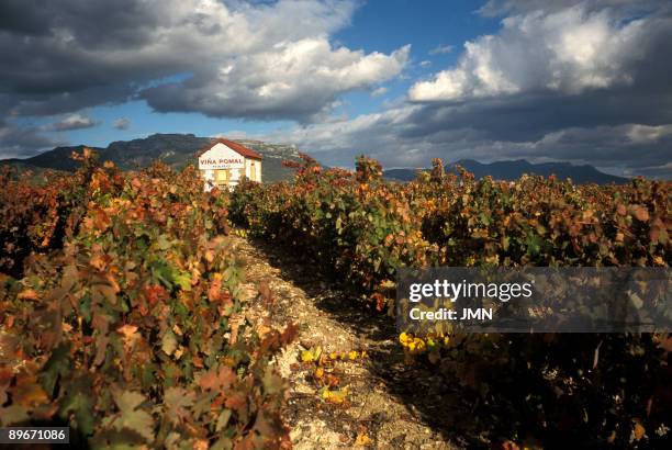 La Rioja. Vineyards landscape near Haro.