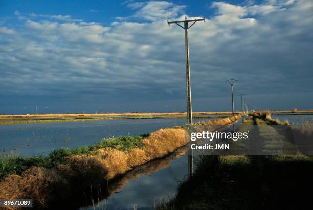 Landscape of Delta del Ebro. Tarragona. Rice fields.