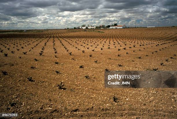 Ciudad Real. Vineyards near Valdepenas.