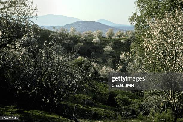 Toledo. Cherry trees in flower near San Pablo de los Montes.