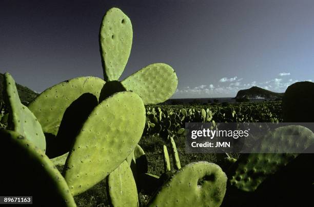 Almeria. Prickly pears plantations in the Genoveses Bay.