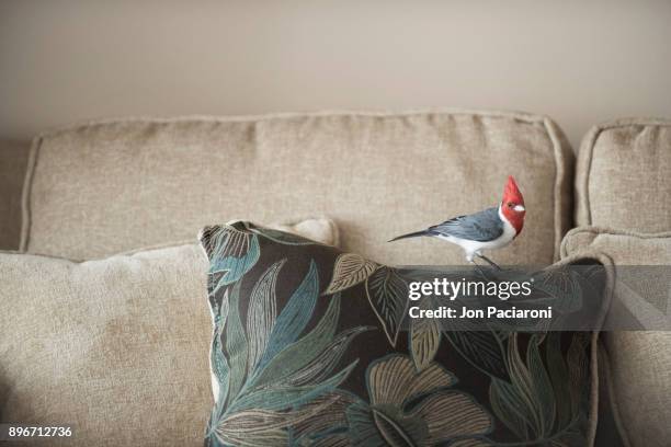 A Brazilian Cardinal Sitting on a Couch Pillow with Leaf Print