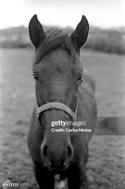 horse in a meadow. - caballos stock pictures, royalty-free photos & images