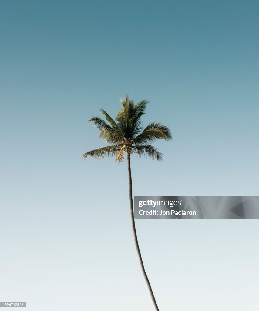 A Single Palm Tree Rising into a Clear Blue Sky