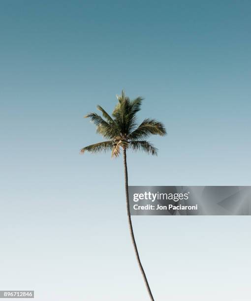 a single palm tree rising into a clear blue sky - maui water stock pictures, royalty-free photos & images