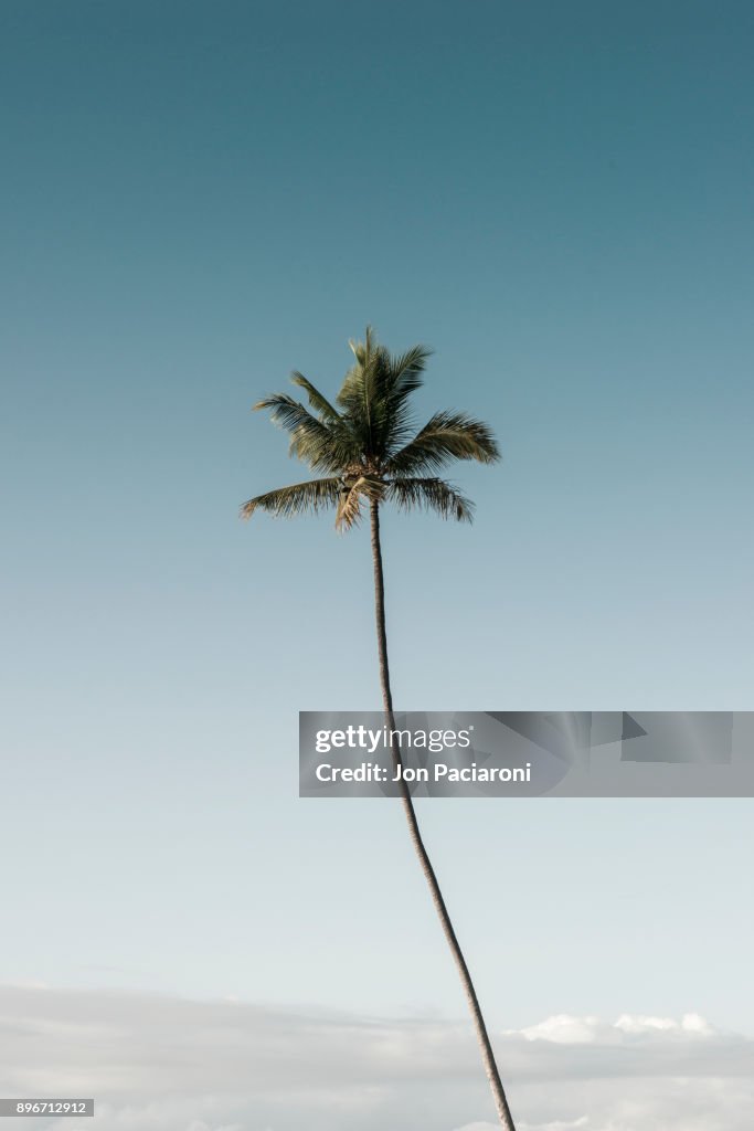 A Single Palm Tree Rising into a Clear Blue Sky