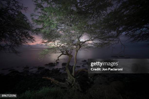 a tree illuminated by car lights during dusk at napili bay - napili stock pictures, royalty-free photos & images