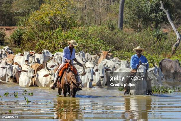 pocone, brasilien: cowboy reiten auf pferd ist das vieh im pantanal sumpfgebiete in brasilien treiben. der pantanal sumpfgebiete sind die größte tropische feuchtgebiete der welt." n "n - pantanal stock-fotos und bilder