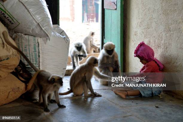 In this photograph taken on December 8 Indian child Samarth Bangari feeds langur monkeys at his home in Allapur in India's southwest Karnataka state....