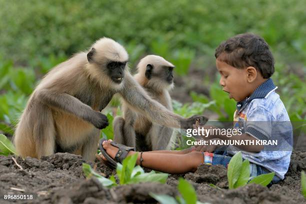 In this photograph taken on December 7 Indian child Samarth Bangari feeds langur monkeys in a field near his home in Allapur in India's southwest...