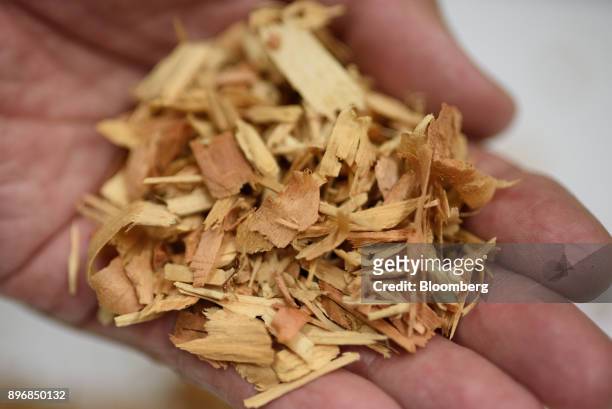 An employee holds wood chips for a photograph at the Gonoike Biomass Power Station, operated by Gonoike Bioenergy Corp., a subsidiary of Mitsubishi...