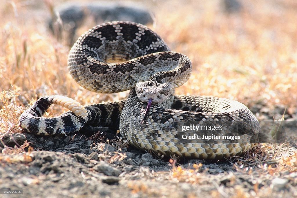 Western diamondback snake in desert