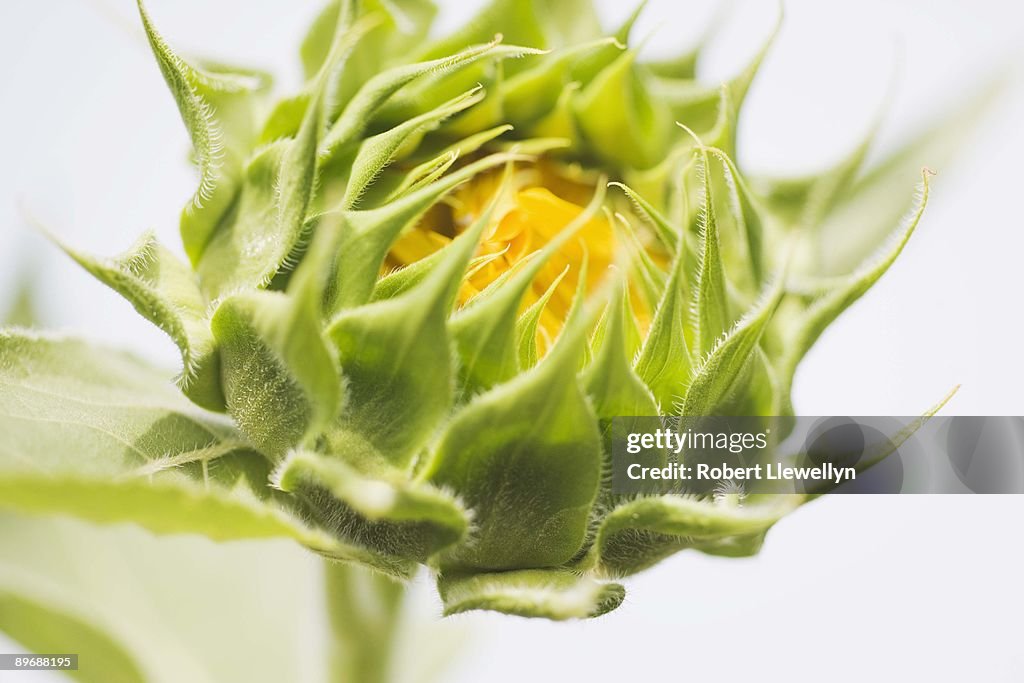 Close-up of flower