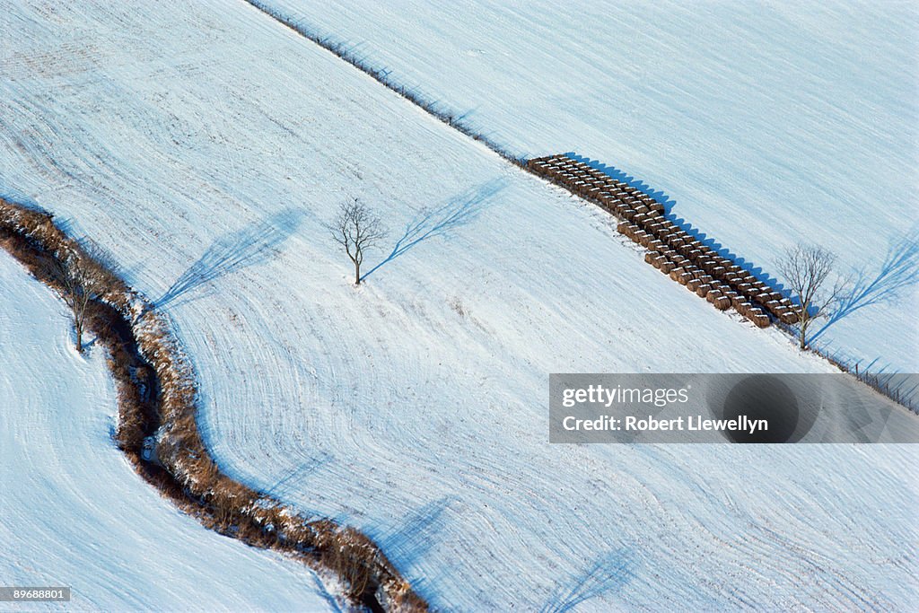 Snowy field