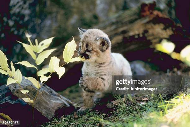 Cougar cub