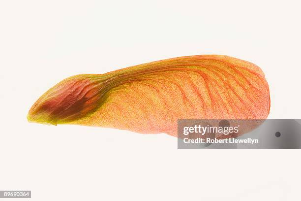 Maple Tree Keys 334 Maple Keys Stock Photos, High-Res Pictures, and Images - Getty Images