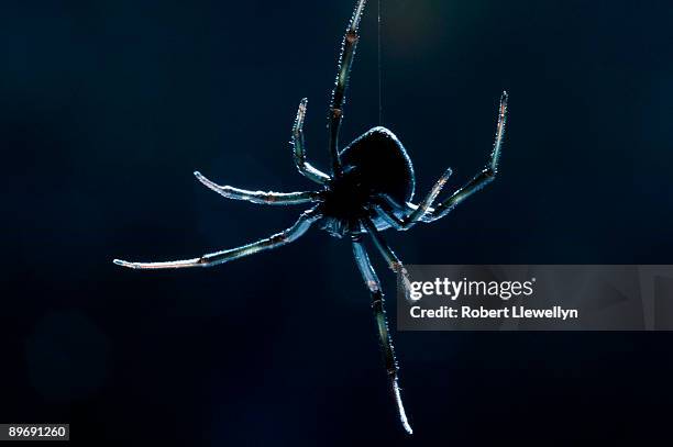 black widow spider - black widow spider fotografías e imágenes de stock