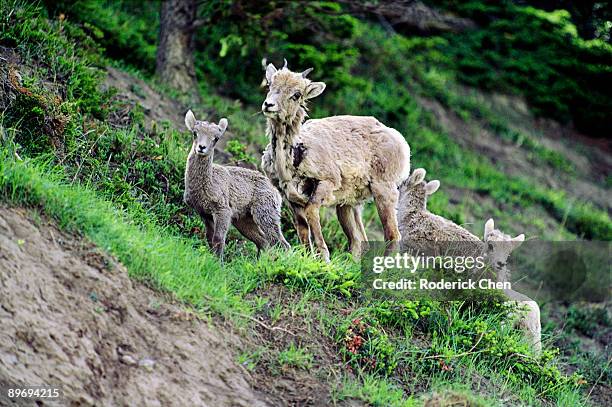 Roderick Goatson Roderick Hill Photos and Premium High Res Pictures - Getty Images
