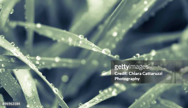 dew drops on blades of grass - monochrome clothing stock pictures, royalty-free photos & images