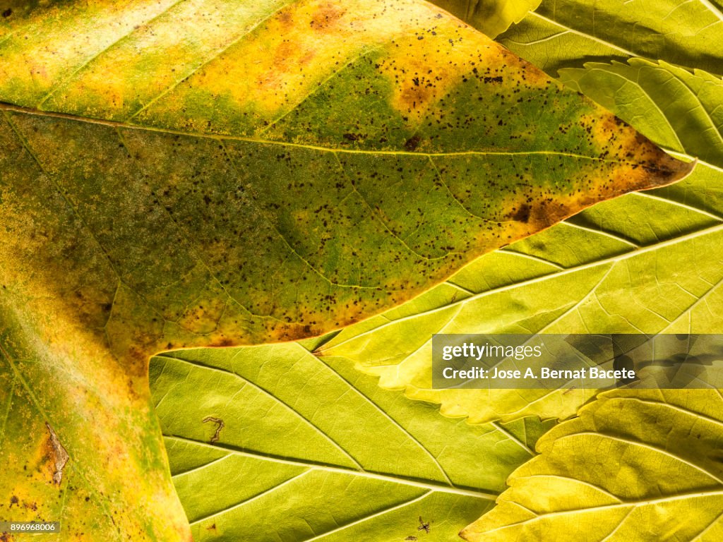Full frame shot of dry leaves, natural pattern. Spain